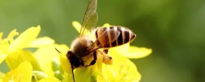 蜜蜂最怕什么味道会跑 蜜蜂怕啥味道