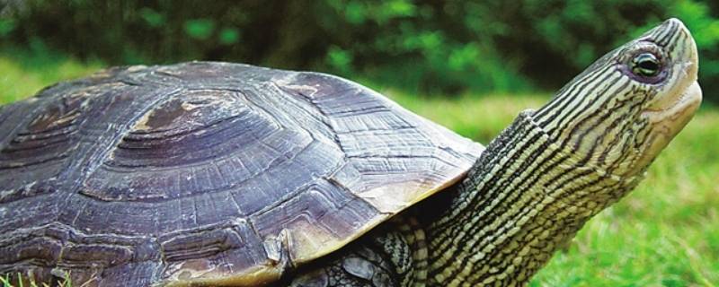 中华花龟的特点 中华花龟与中华草龟的区别