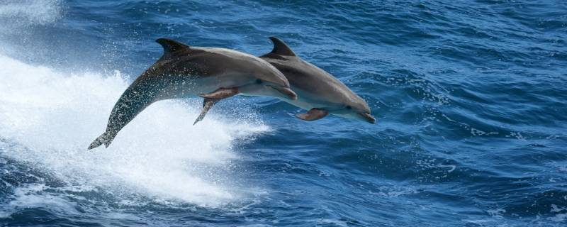 海豚的特点简单介绍 海豚的特征海豚的特点