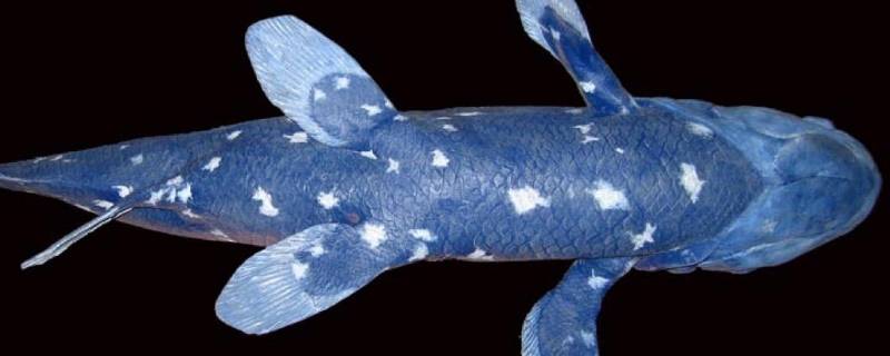 腔棘鱼的特点 腔棘鱼的特点是什么
