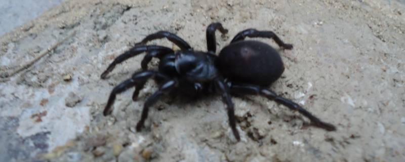 蜘蛛几条腿（蛐蛐几条腿）