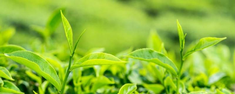 茶叶中的生物碱的主要成分是什么（茶叶中的生物碱具有什么作用）
