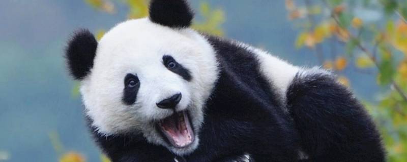 大熊猫的吃食有哪些 大熊猫的吃食是什么