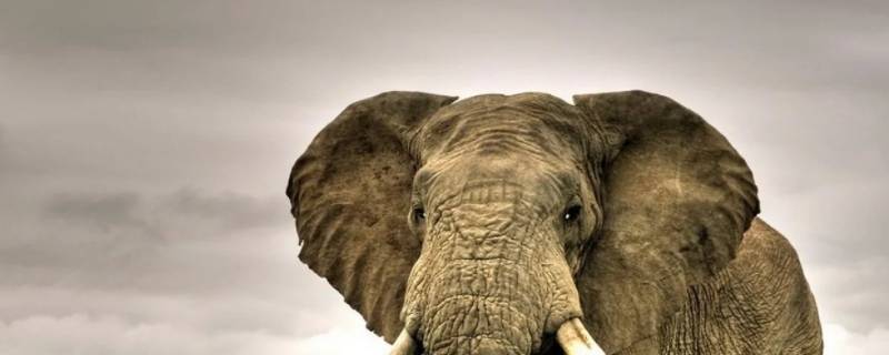 大象能跑多快 大象跑的快吗?