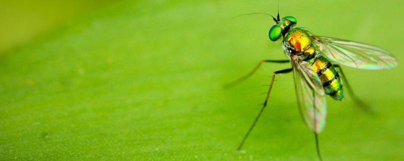 为什么家里会出现绿色的苍蝇 家里有很多绿色苍蝇是什么原因
