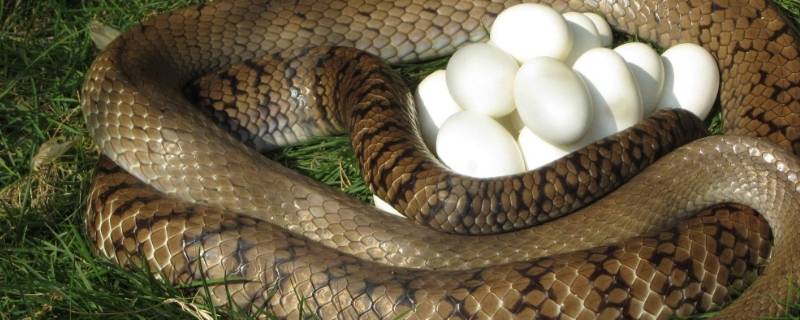 如何辨别蛇蛋 如何辨别蛇蛋和鸟蛋