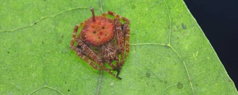 银背艾蛛的特点（背部是银色的蜘蛛是什么蜘蛛）