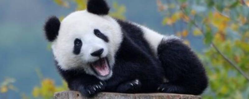 大熊猫是怎样玩耍 大熊猫是怎样玩耍的