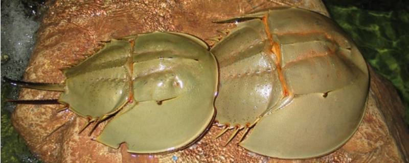 鲎的特点 关于鲎的知识