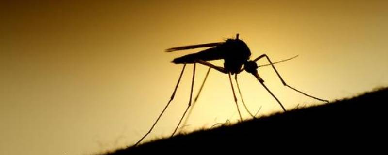 夏天蚊子多房间用什么办法治蚊子 夏天蚊子多房间用什么办法治蚊子叮咬