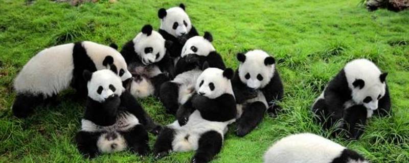 大熊猫一般生活在什么地方 国宝大熊猫一般生活在什么地方