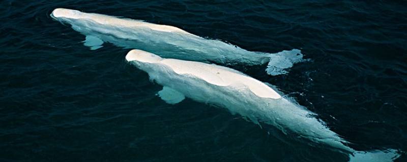 白鲸的特点 白鲸的特点是什么?我们要做作业的!