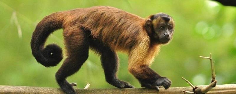 巴西卷尾猴的特点 非洲卷尾猴