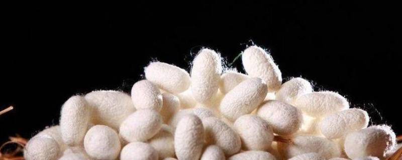 蚕丝被称为（蚕丝被称为衣之贵族?）