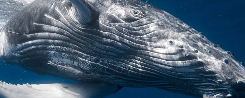 鲸鱼的简单介绍 鲸鱼的简单介绍英语