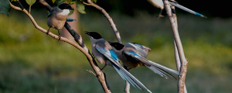 蓝色羽毛的鸟叫什么 蓝色羽毛的鸟叫什么翅膀上有白色
