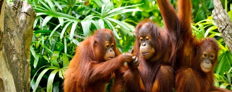 红毛猩猩的特点 红毛猩猩和黑猩猩的区别