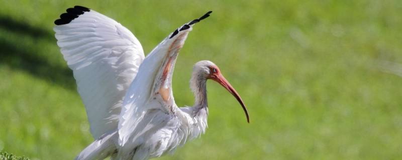 白鹮的特点（白廯的特点）