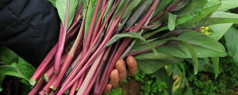 紫色的菜杆叫什么蔬菜 紫色菜杆是什么菜