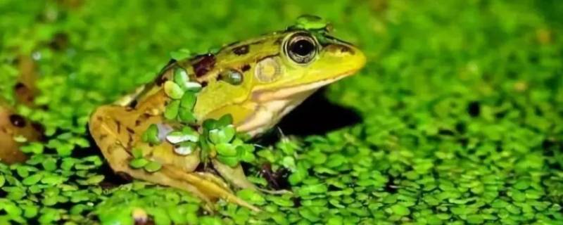 青蛙的特点 青蛙的特点和特长