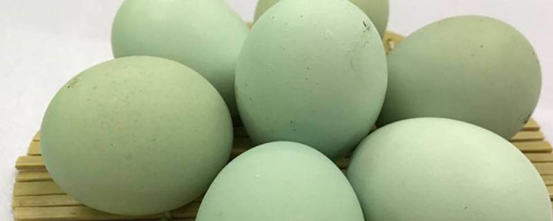 绿皮鸡蛋是什么品种鸡 绿皮鸡蛋是什么品种鸡公鸡长几斤