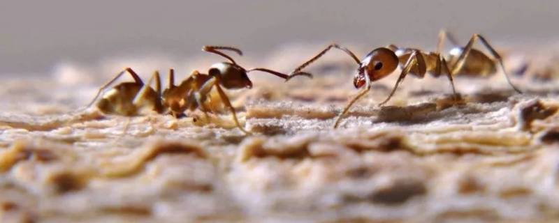 阿根廷蚂蚁的特点（阿根廷蚂蚁 分析）