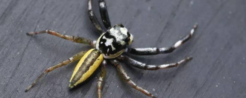 双带扁蝇虎蜘蛛的特点（蝇虎是蜘蛛的一种吗）