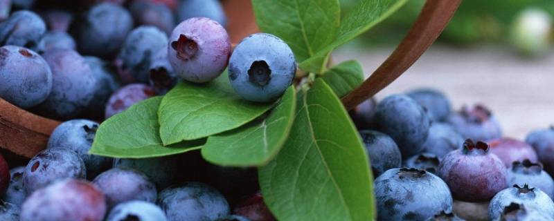 蓝莓怎么洗才能吃（蓝莓洗洗就可以吃吗）