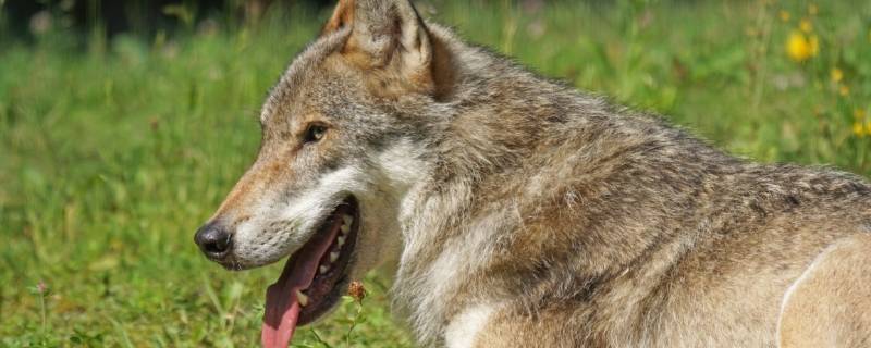 野狼的特点（野狼的种类）