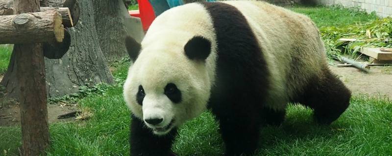 关于大熊猫的习性 关于大熊猫的特征和特点