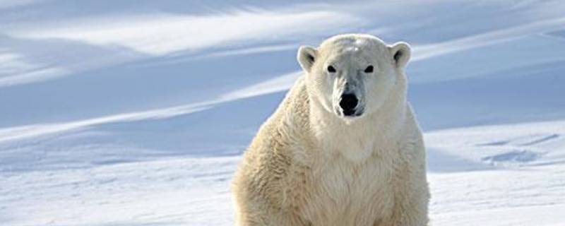 北极熊的哺乳方式是什么 北极熊的奶