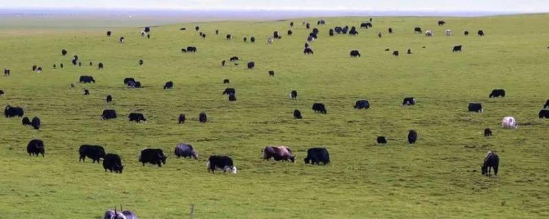 牦牛的特点 牦牛的特点和生存环境