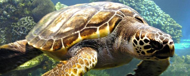 海龟和乌龟的区别 海龟和乌龟的区别教案