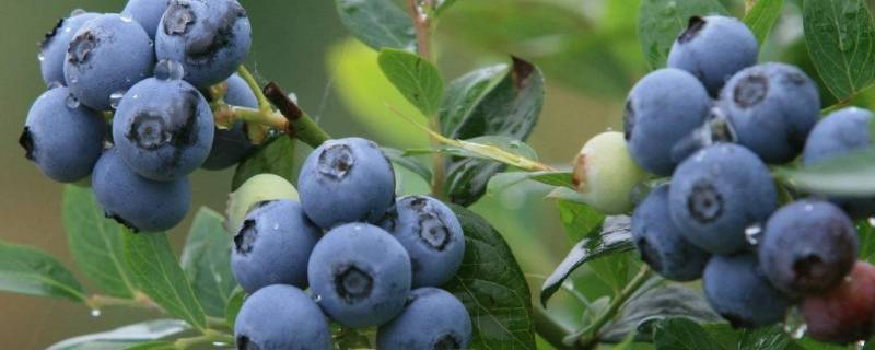 蓝莓需要放冰箱吗 蓝莓放冰箱吗?