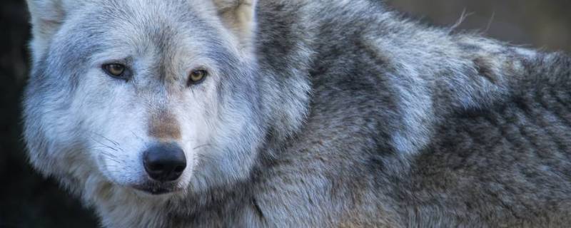灰狼的特点 灰狼的特点是什么