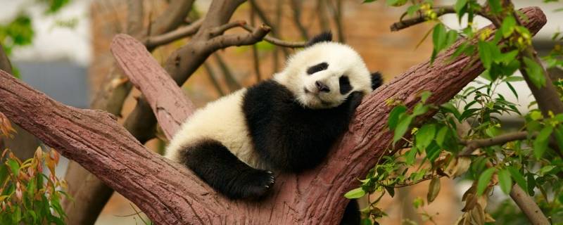 国宝大熊猫寿命 国宝大熊猫寿命多少