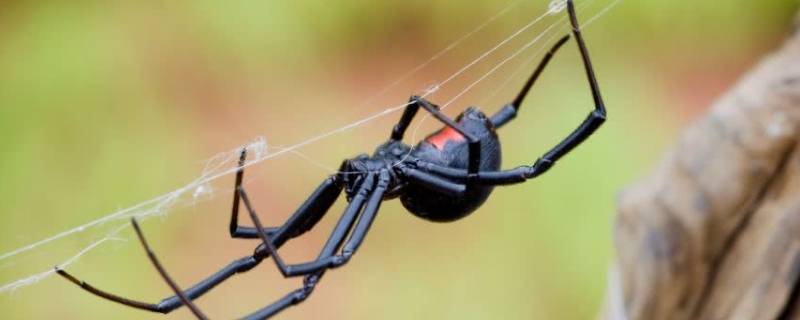 蜘蛛的特点 蜘蛛的特点和本领