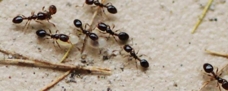 为什么下雨前蚂蚁会搬家 为什么下雨前蚂蚁会搬家燕子会低飞