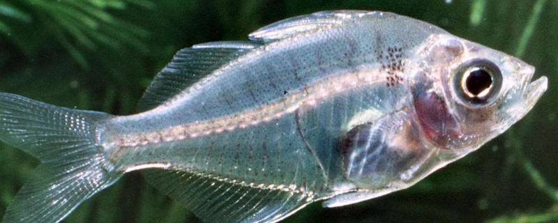 透明鱼的特点 透明鱼的介绍