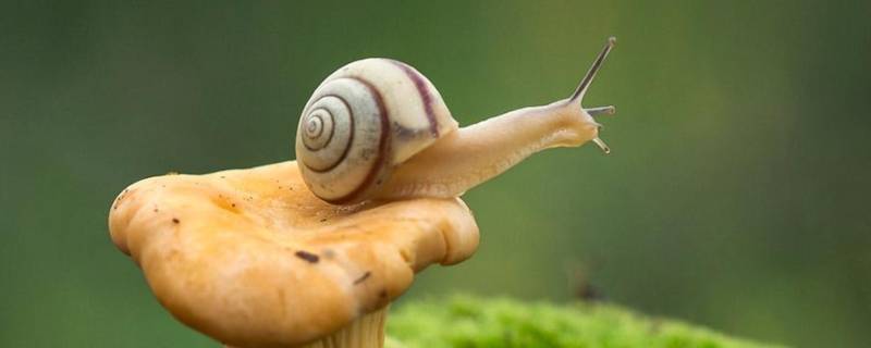 蜗牛是怎么形成的 菜地里的蜗牛是怎么形成的