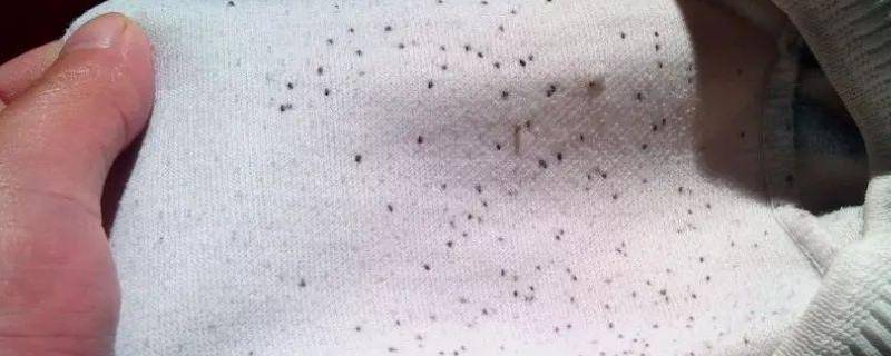 毛巾有霉斑怎么洗掉 怎么去除毛巾上发霉的斑点