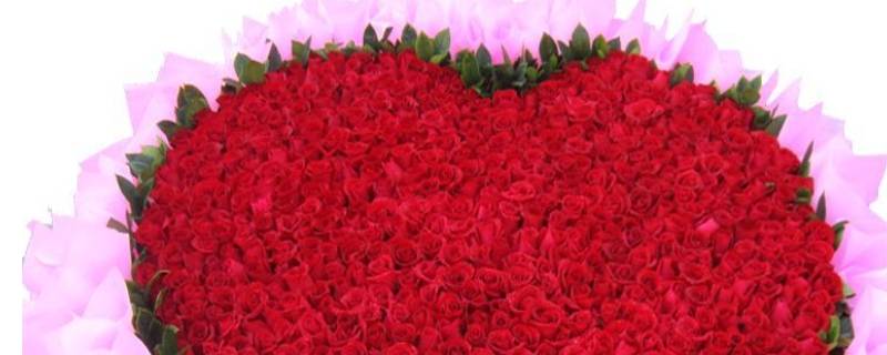 99朵玫瑰花有多大 99朵玫瑰花有多大尺寸