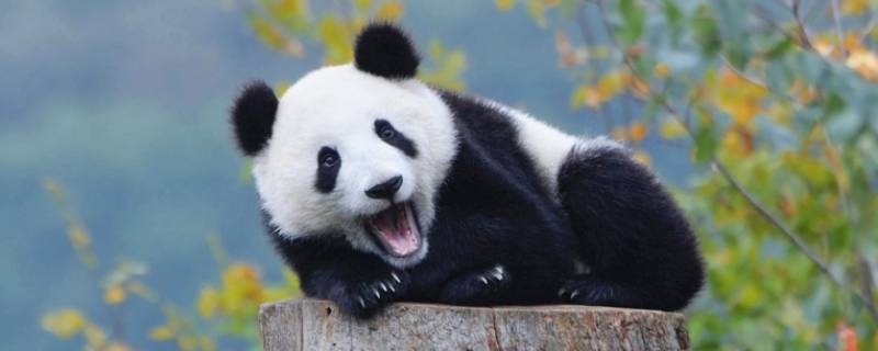 大熊猫的类别有哪些 国宝大熊猫的类别有哪些