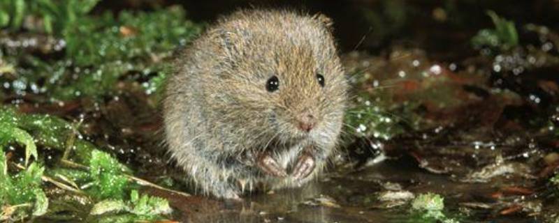 老鼠种类（老鼠种类大全及图片）