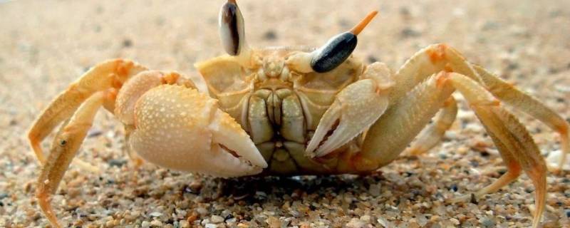 海滩上的沙蟹能吃吗 沙滩上的螃蟹能不能吃