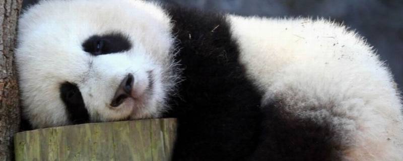 大熊猫死后国家是怎么处理的（哪个国家的大熊猫死了）