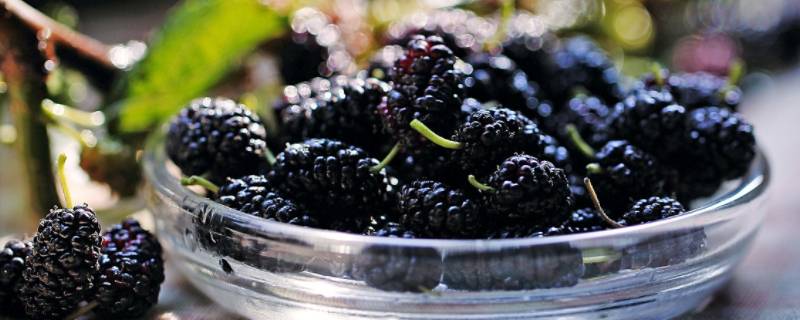 桑葚太酸了怎么处理变甜 桑葚不甜如何处理
