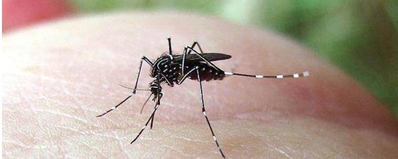 蚊子滋生的五种环境（蚊子容易在什么地方滋生）