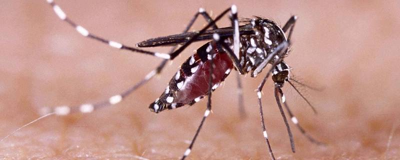 花蚊子和普通蚊子有什么区别 花蚊子跟普通蚊子
