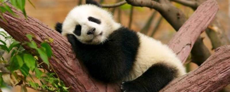 大熊猫如何睡觉（大熊猫怎样睡觉?）